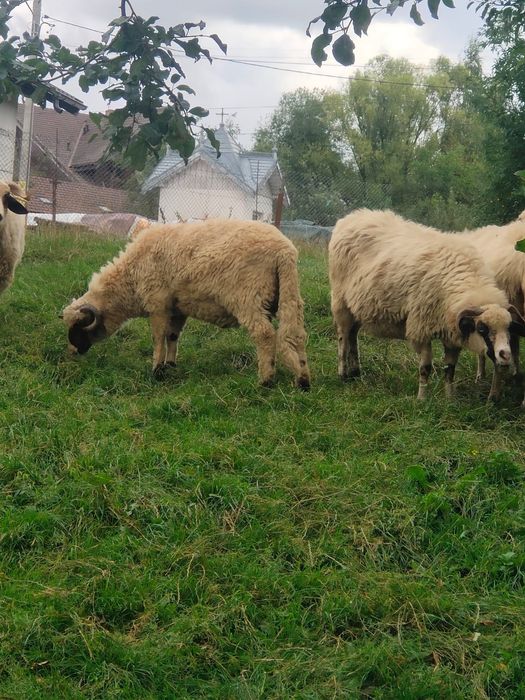 Vând 3 berbecuți brezi de prăsilă
