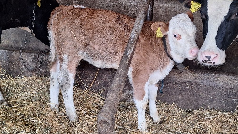 Vand viței de carne