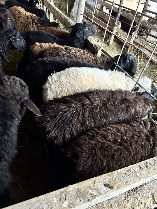 Қошқарлар сатылады