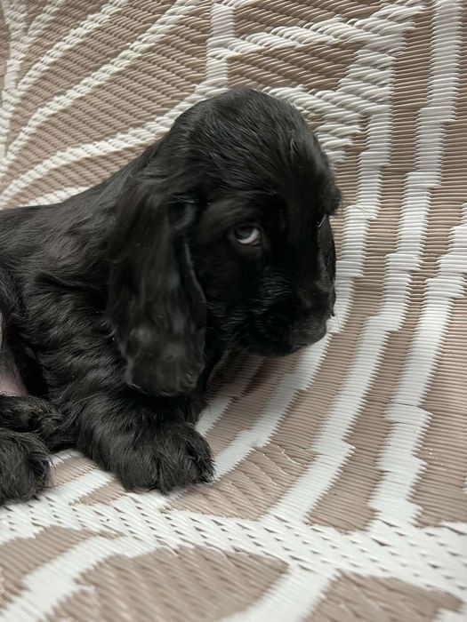 Малки кокер шпаньоли .