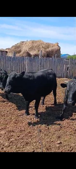 Продам 6 бычков.