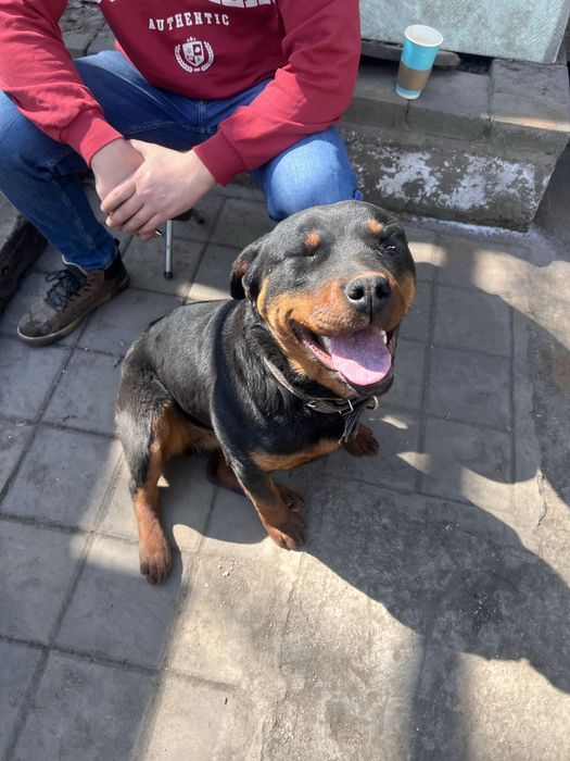 Продается Ротвейлер