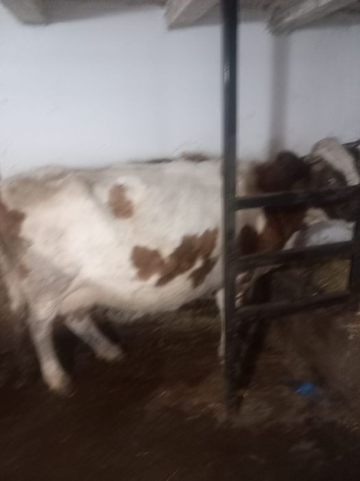 Vacă baltată gestantă