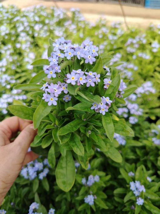 Незабравка- син цвят