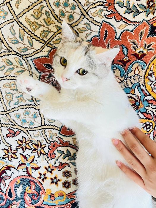 Британский и трёхцветный смешанная