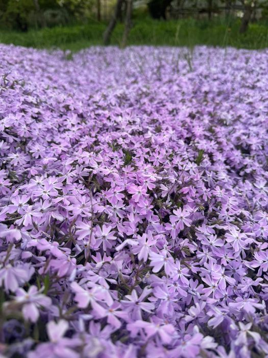 Продаются хоста и гибискус