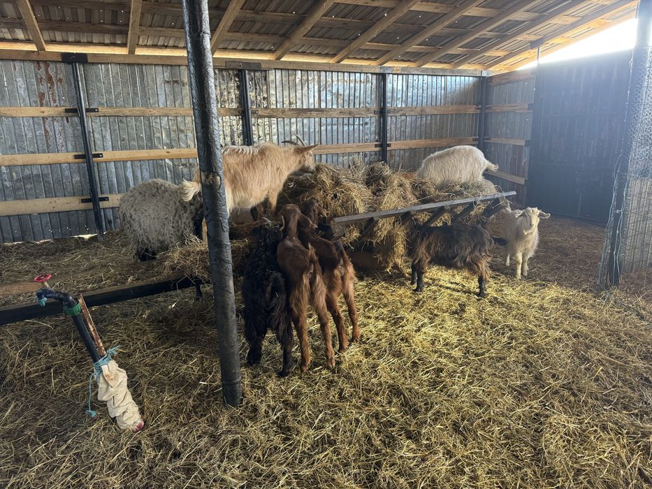 Oi  carabase,capre,oi camerun