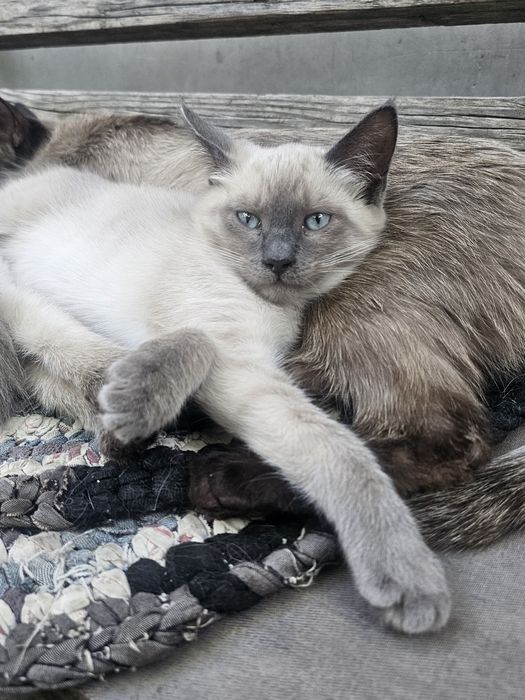 продаются сиамские котята