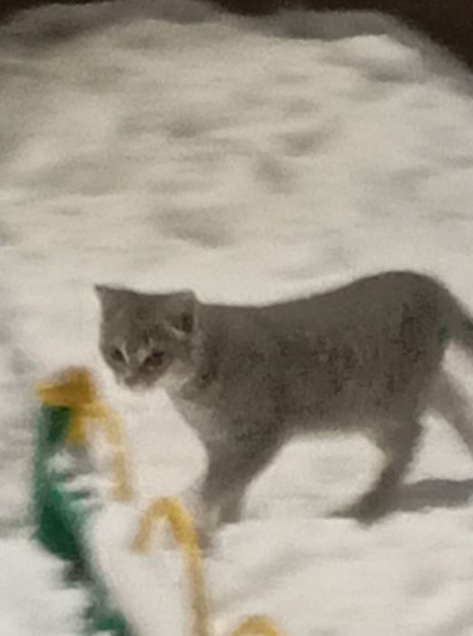 Домашние животные