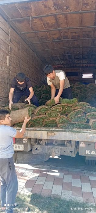 Ruloniy gazon ekish xizmati