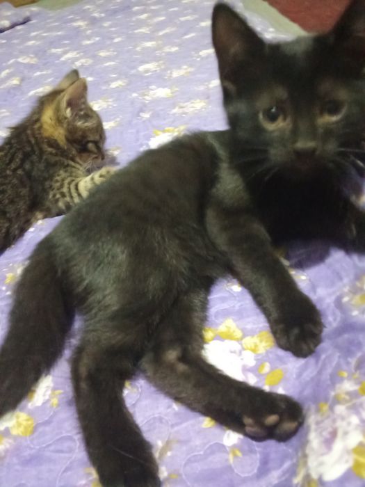 Котёнок добрым людям даром