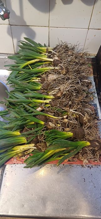 Зюмбюл селски 2лв