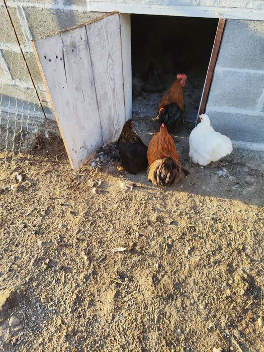 Гъски, патици и мини кохин