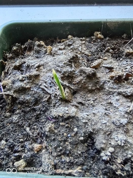 Бебе Палми-Трахикарпу