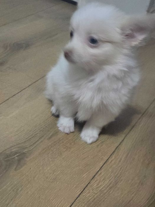 Кученца МиниШпиц