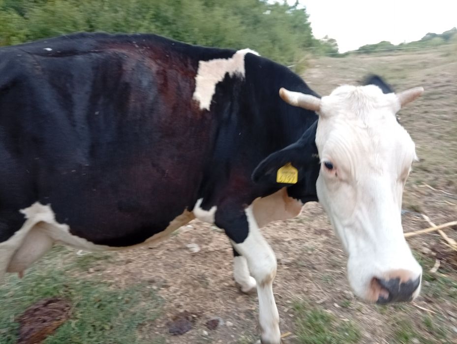 Vând vaca de 6 ani