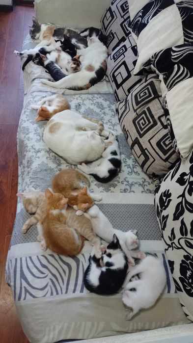 Donez pui de pisică