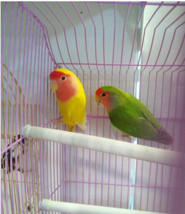 Неразлучники пара готовые