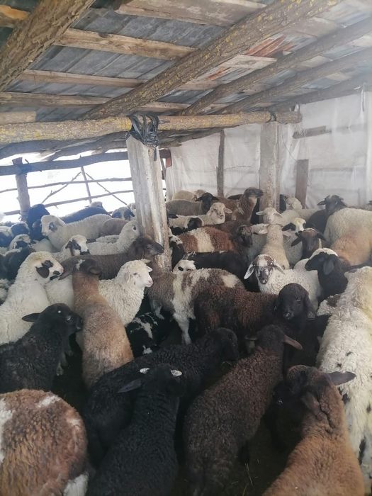 Vand miei paste pentru sacrificare