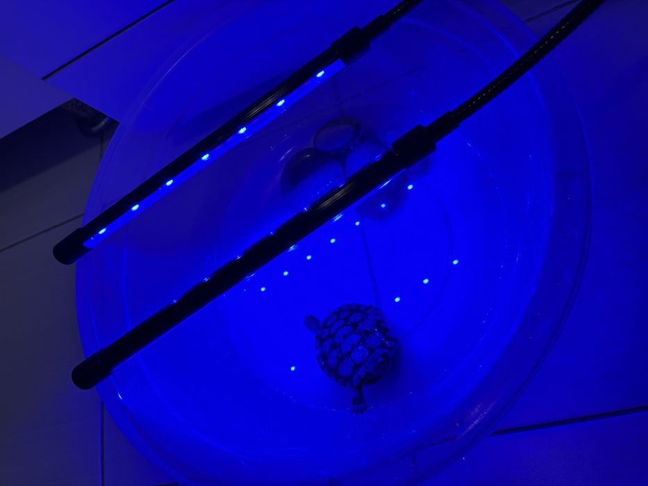 Красноухая черепашка