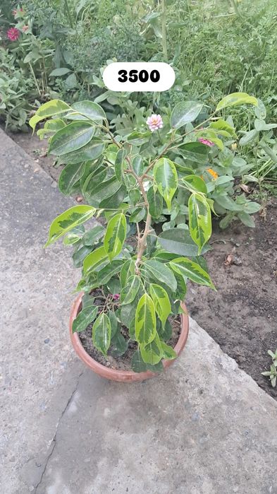 Продаются цветы. Мырзакент.