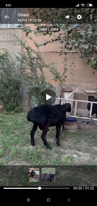 Qoʻchqorlar bor sotiladi