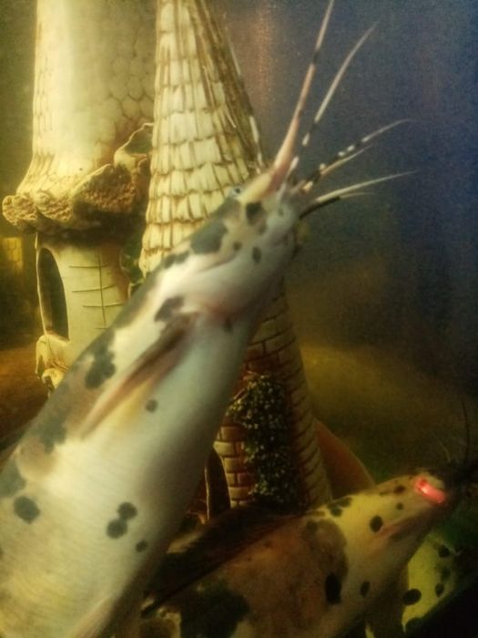 Продам клариусовых сомов с аквариумом