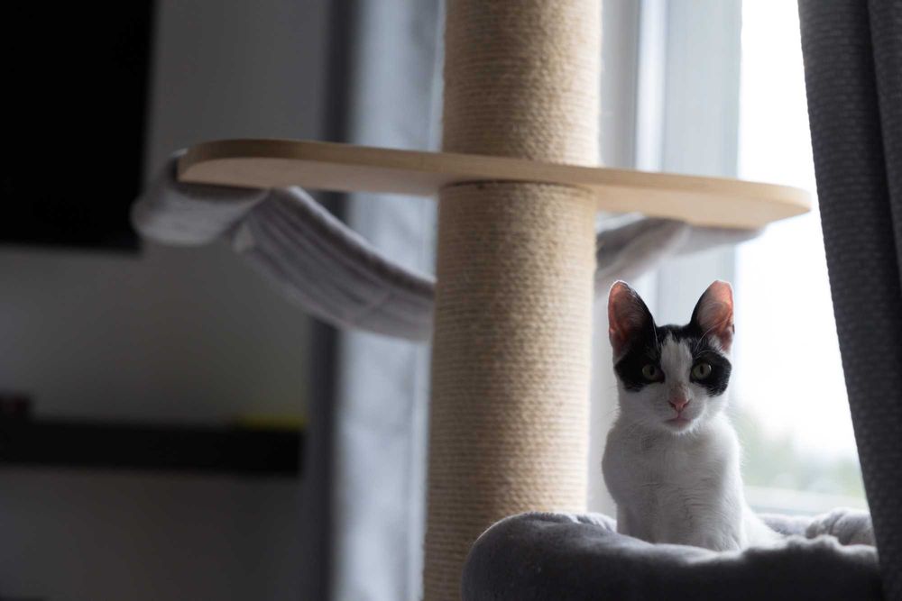 Pet sitting and boarding