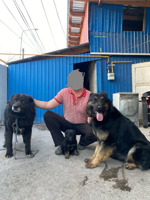 щенок девочка,смесь алабая и овчарки