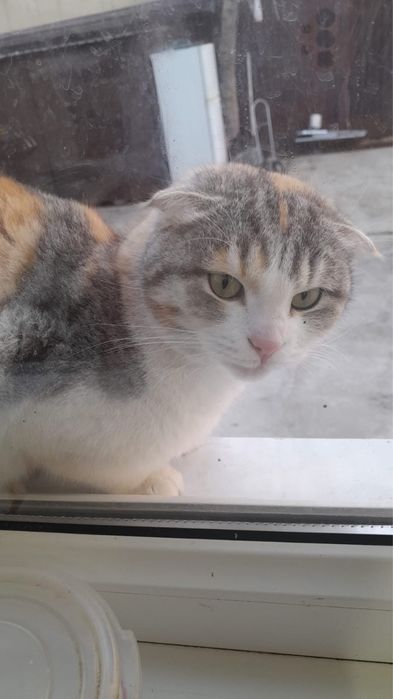 Отдам кошку в хорошие руки (желательно квартира)