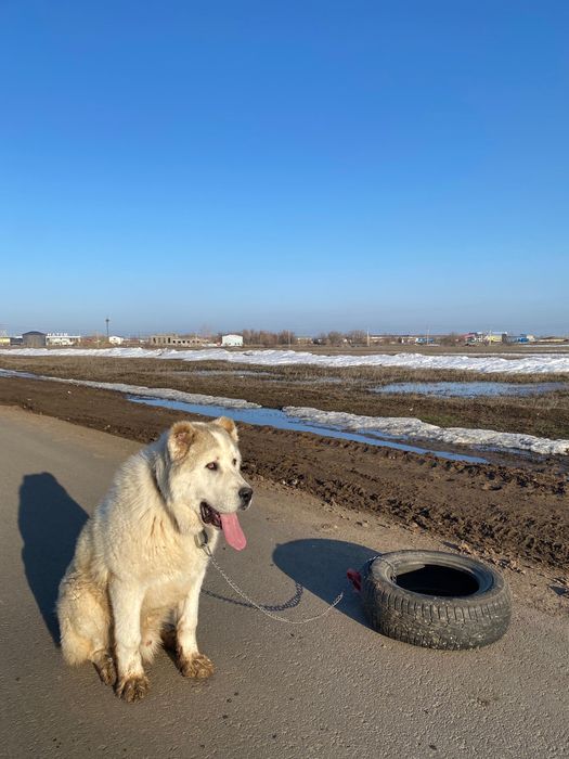 Отдам алабая в добрые руки