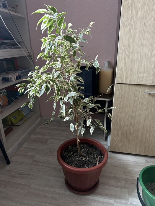 Фикус Бенджамина