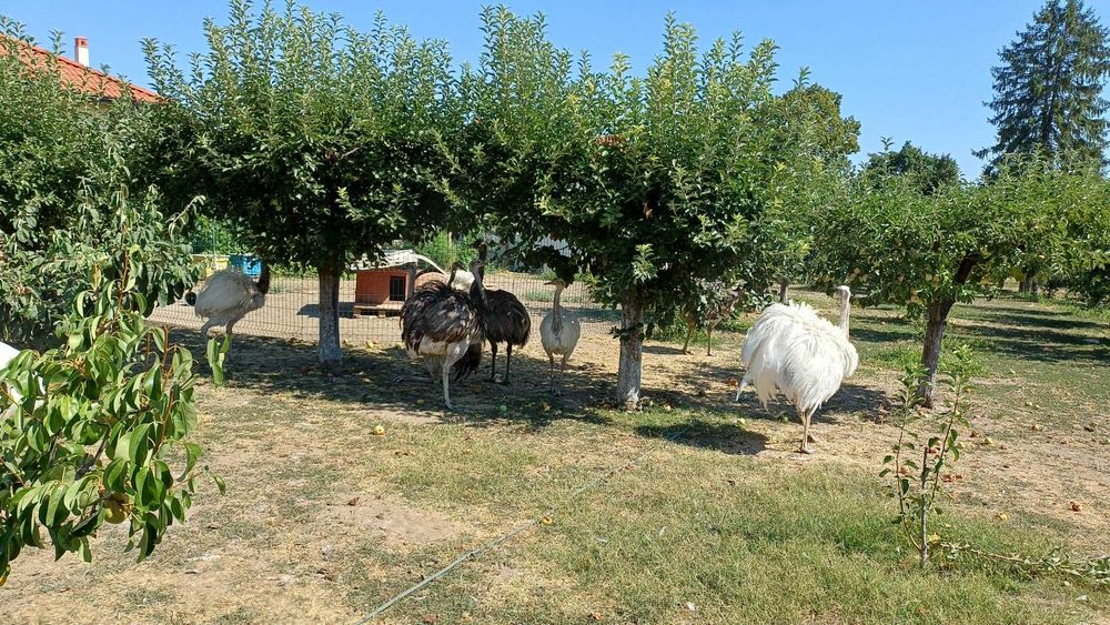 Бели и сиви щрауси Нанду