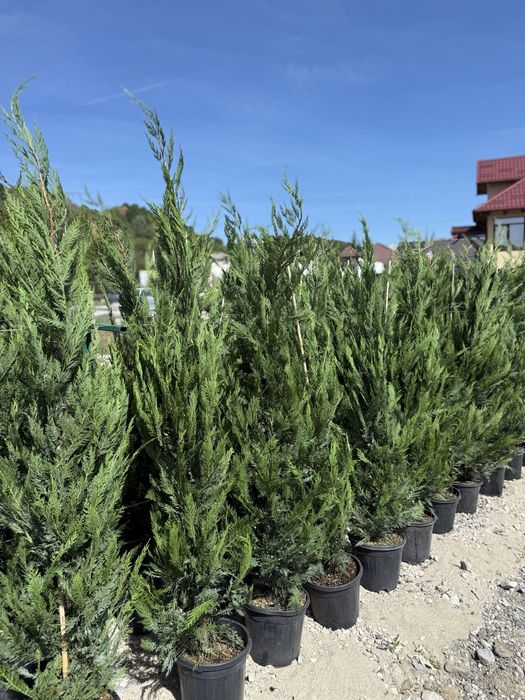 Vand leylandii/leylandii gold calitate extra diferite dimensiuni