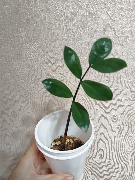 Замиокулькас {долларовое дерево)