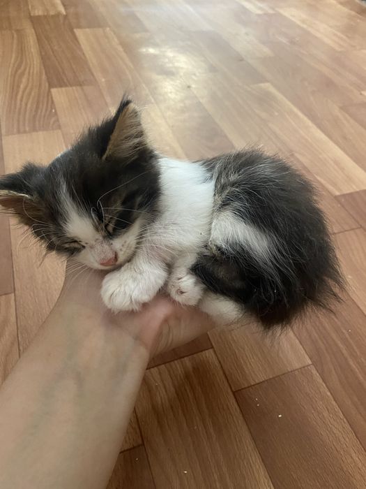 Котенок Мальчик 1 месяц
