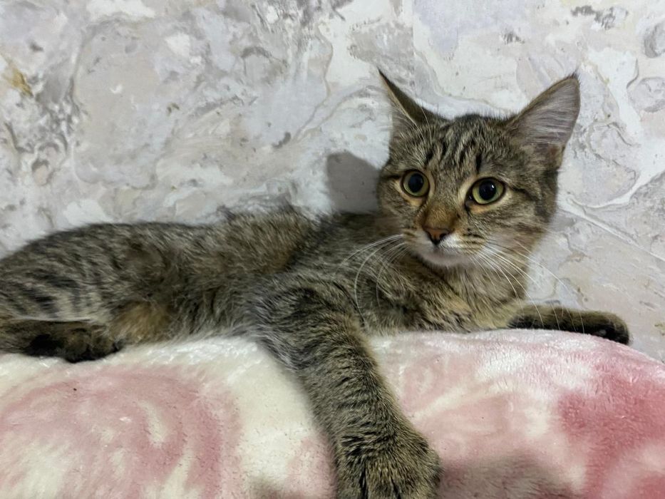 Отдам котят в добрые  руки