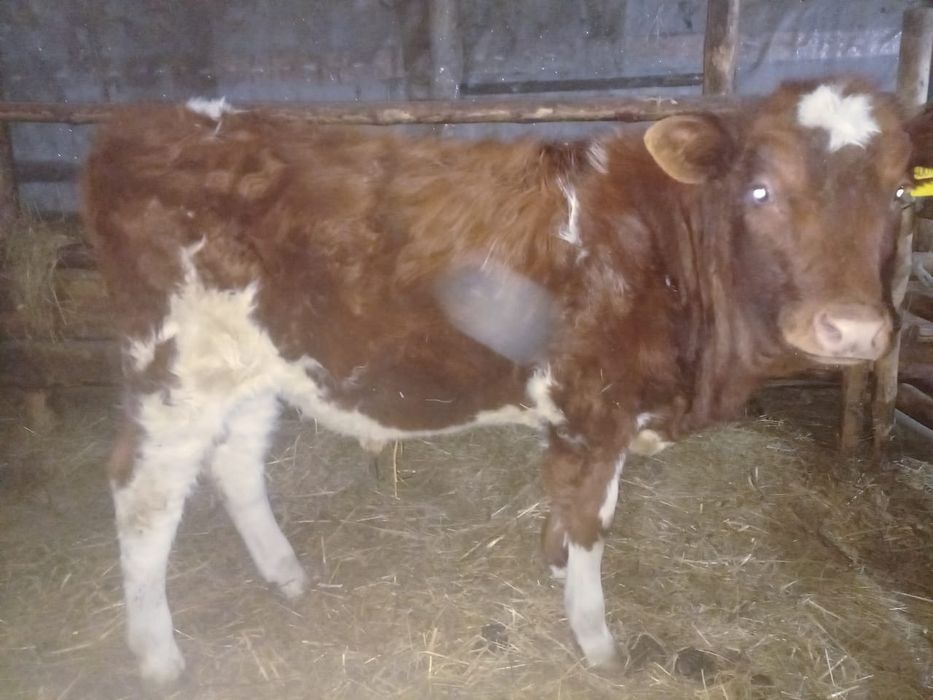 Продам подсосного бычка