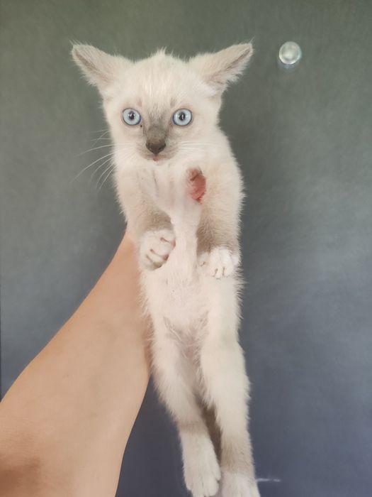 Отдам котят, две девочки и мальчик