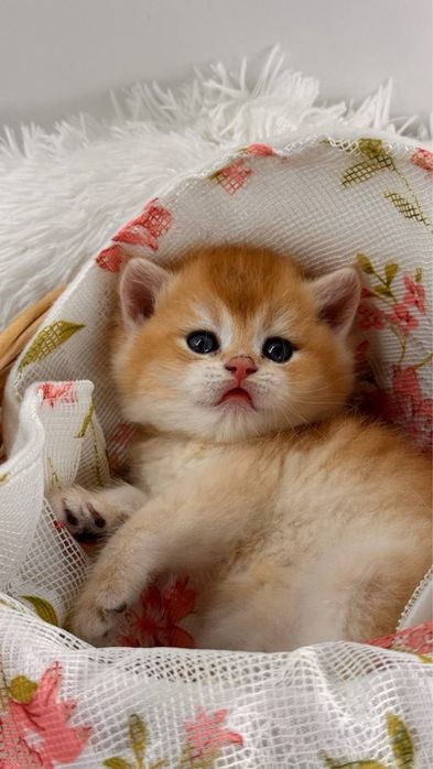 Британские золотые шиншиллы