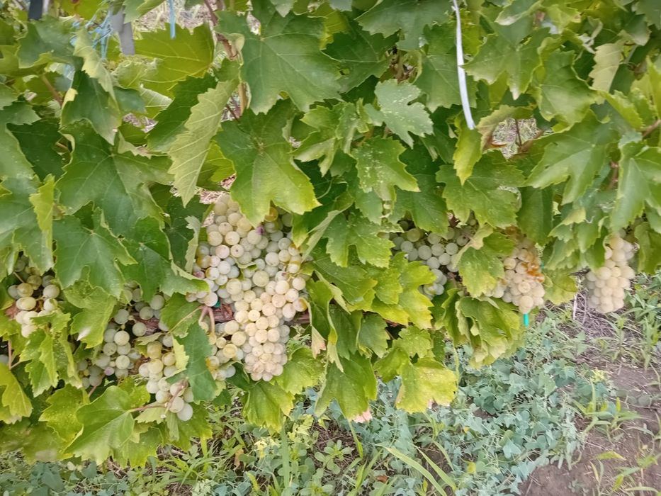 Vând struguri de vin