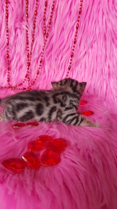 Бенгальские котята