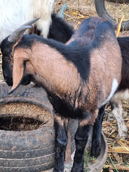 Vand 2 tapi anglo nubieni