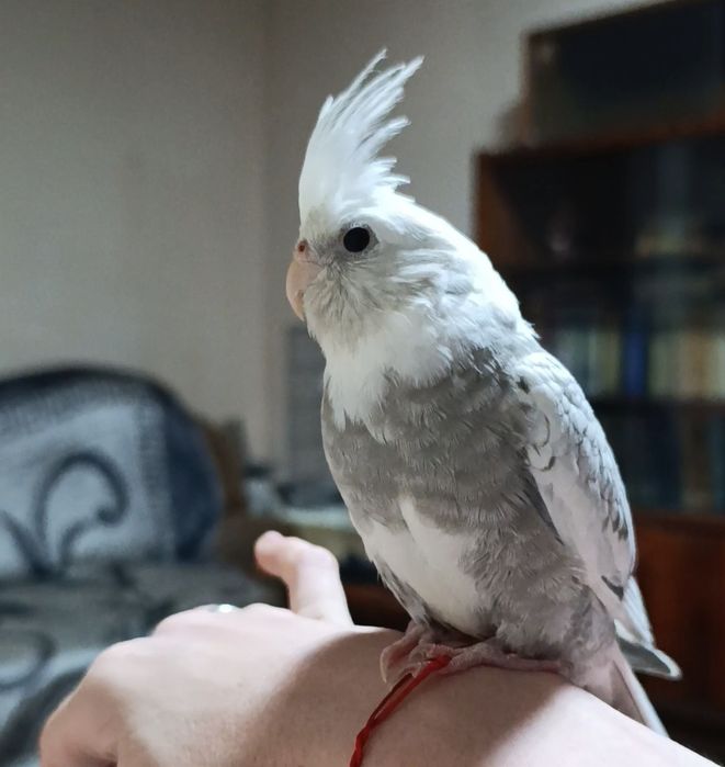 Корелла девочка жемчужная