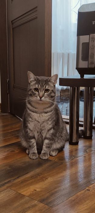 Котятки ищем добрые руки