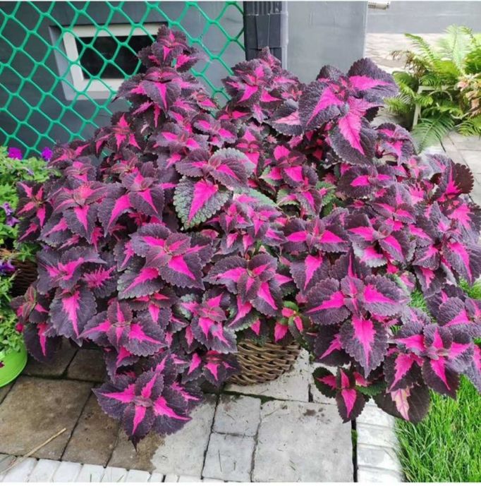 Колеусы вегетативные, семенные