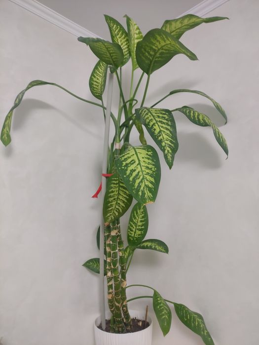 Домашние цветы Диффенбахия