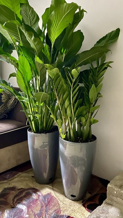 Офис гуллари, Офисные цветы, Катта гуллар!