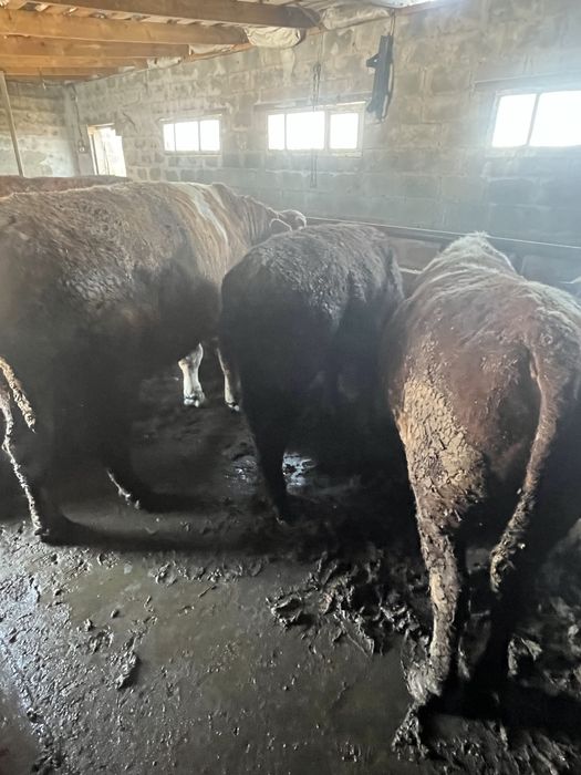 Продам бычков все пеньково