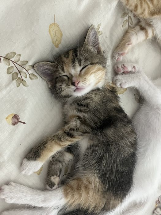 Марғаулар 2айлық